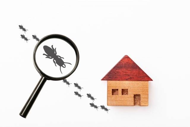 外壁に潜む白アリ被害とリフォームの必要性