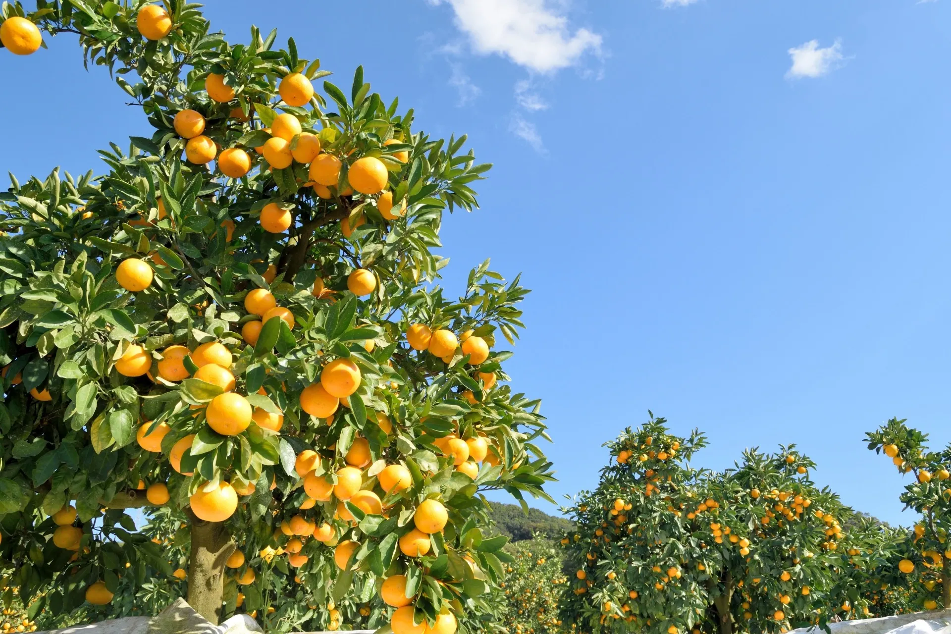 みかん狩りに行ってきました🍊